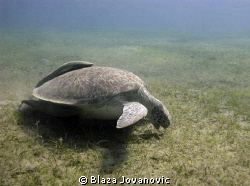 Sea turtle feasting on a field of sea grass in Abu Dabbab... by Blaza Jovanovic 